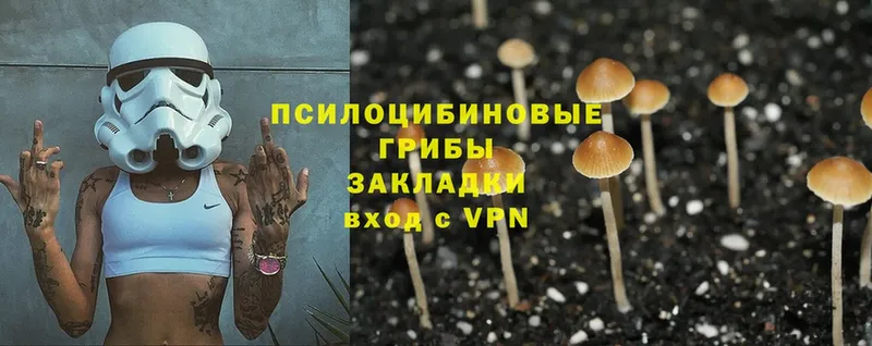 Псилоцибиновые грибы Cubensis Югорск